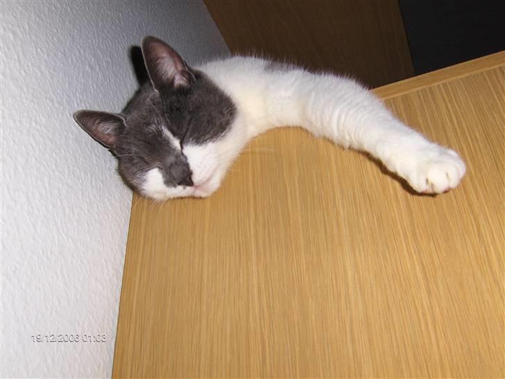 Huskat Line  billede 8