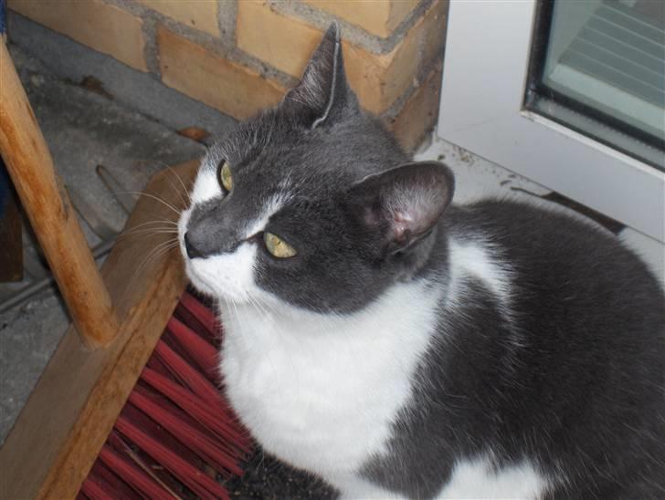 Huskat Line  billede 9