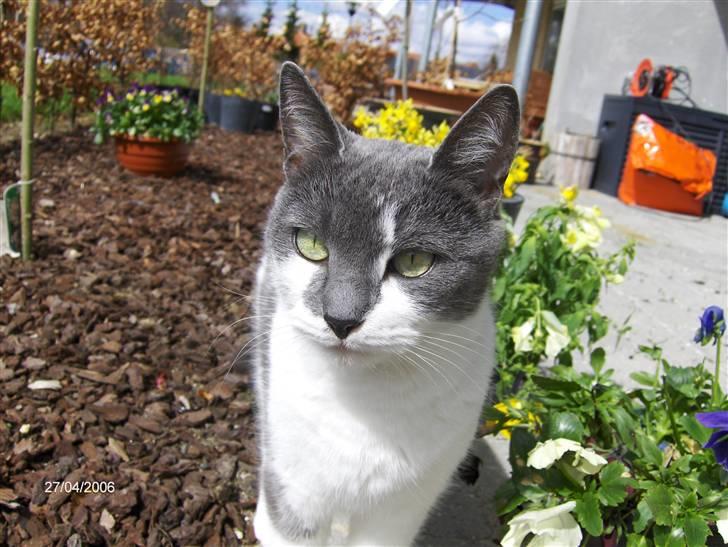 Huskat Line  billede 10