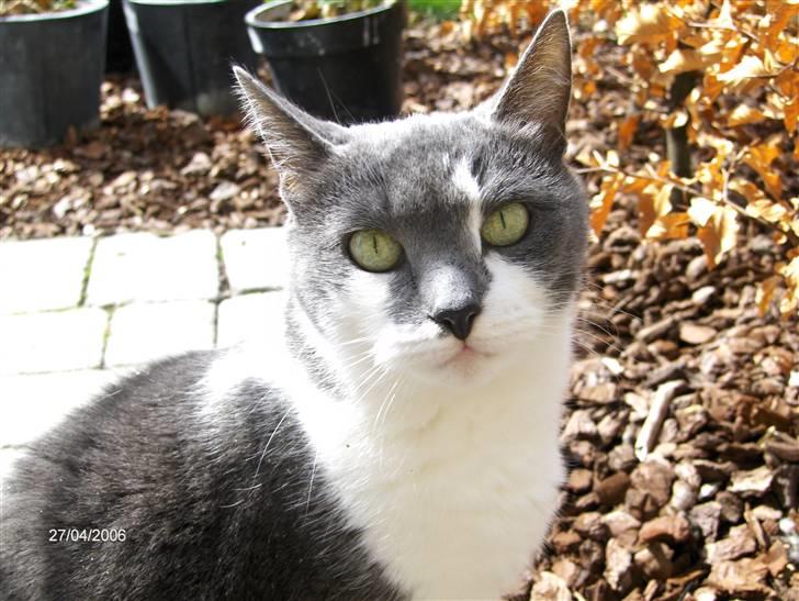 Huskat Line  billede 11