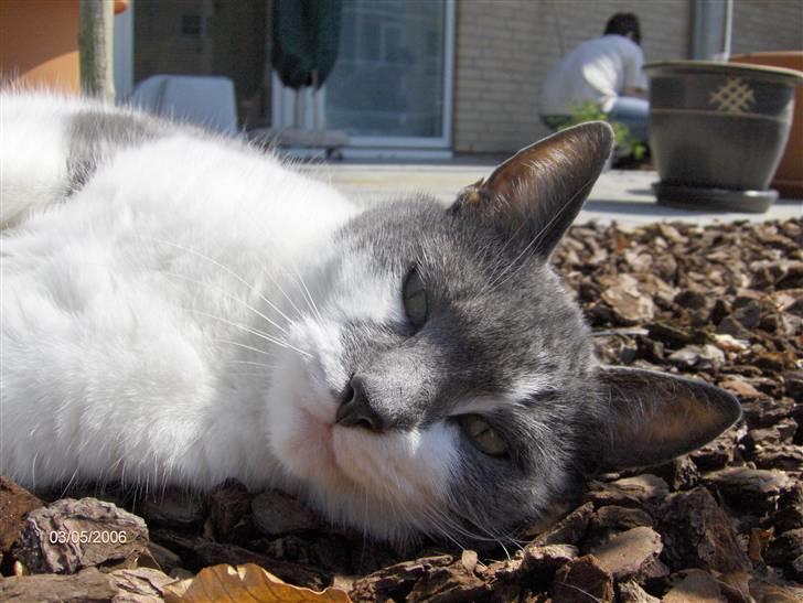 Huskat Line  billede 12