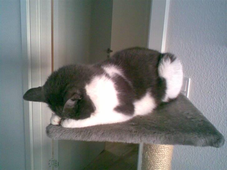 Huskat Line  billede 13