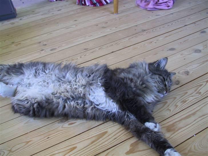 Blanding af racer Nuller (Død) - Uuh, kom nu, klø mig på maven.. NO WAY!, Nuller, du hader at blive kløet på maven :) Foto: Min Far.. Copy billede 9