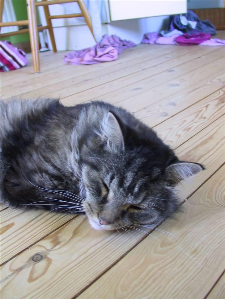 Blanding af racer Nuller (Død) - Gaab... Foto: Min Far.. Copy billede 10