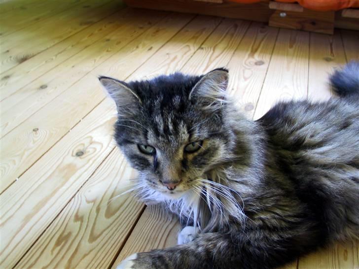 Blanding af racer Nuller (Død) - Er jeg ikk´ kær? Foto: Min Far.. Copy billede 11