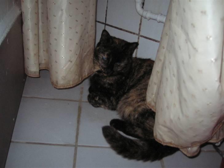 Huskat Malou billede 11