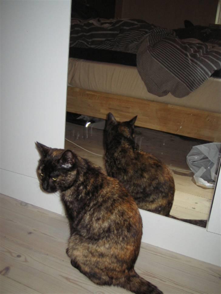 Huskat Malou billede 12