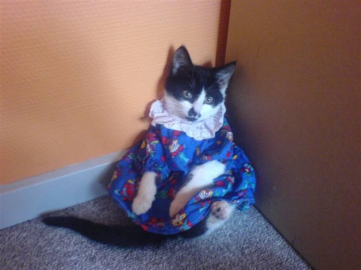 Huskat bohh Aflivet  billede 13