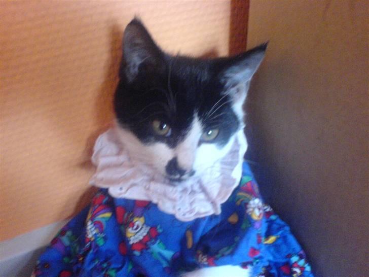 Huskat bohh Aflivet  billede 14