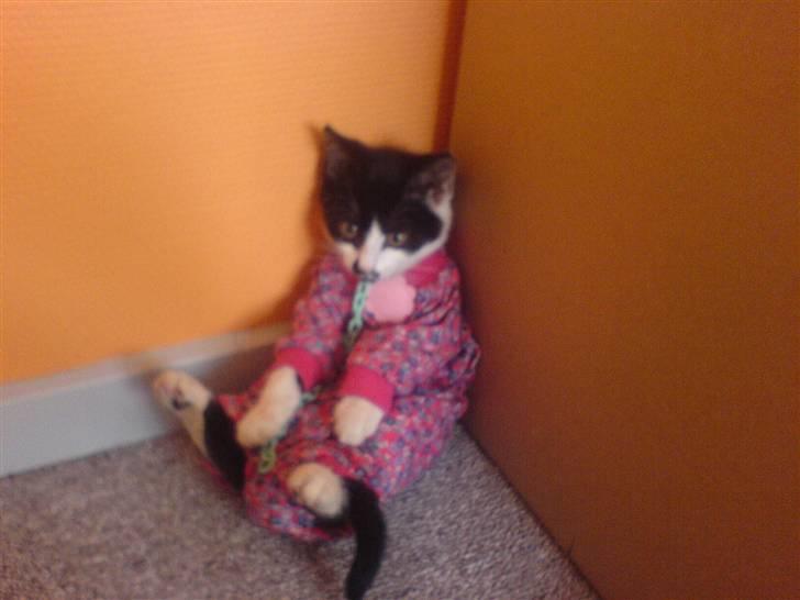 Huskat bohh Aflivet  billede 15