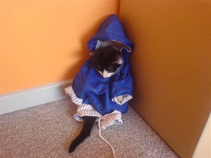 Huskat bohh Aflivet  billede 16