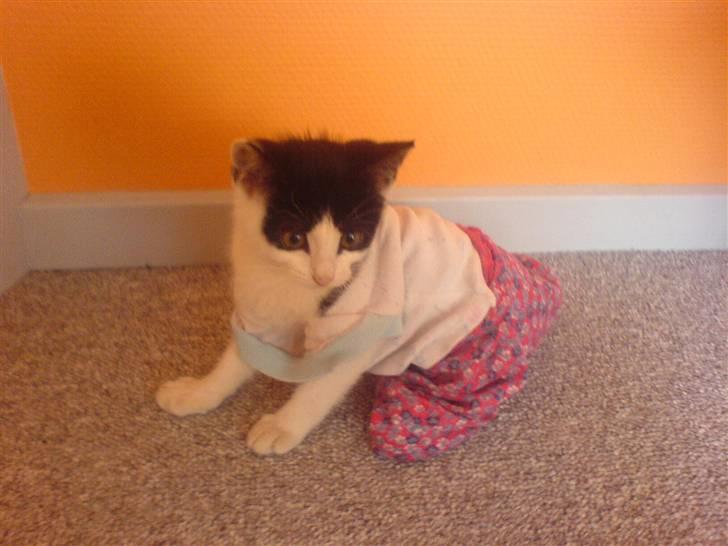 Huskat mogson-DØD- Savn billede 17