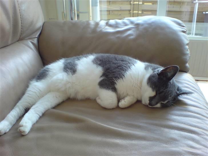 Huskat Line  billede 14