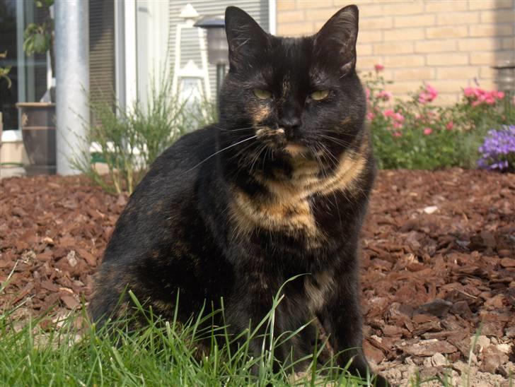 Huskat Gumle billede 1