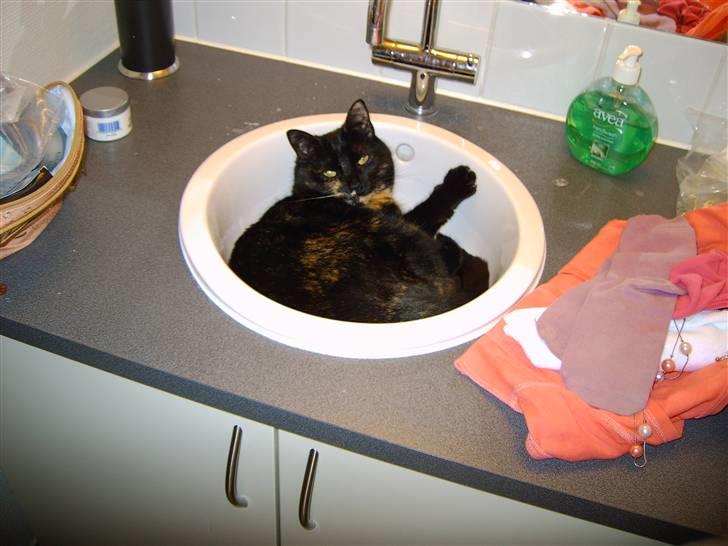 Huskat Gumle billede 2