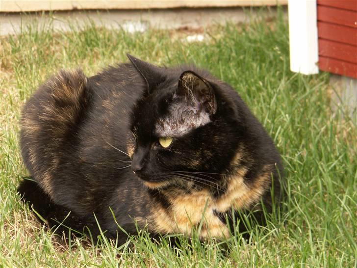 Huskat Gumle billede 3