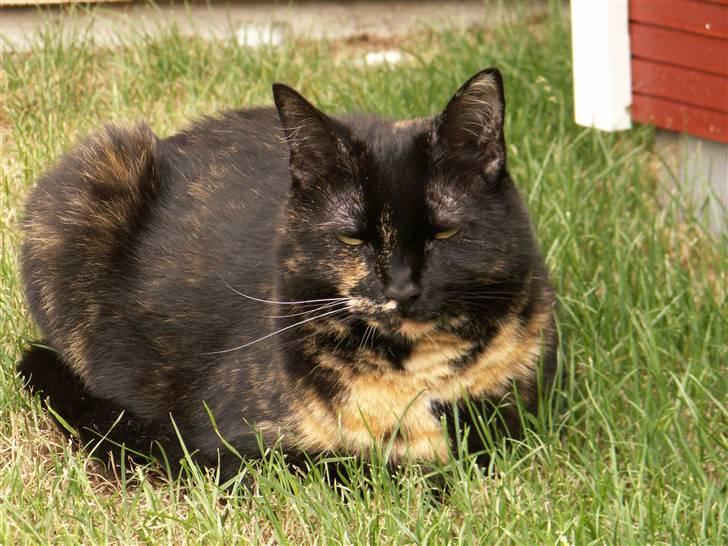 Huskat Gumle billede 4