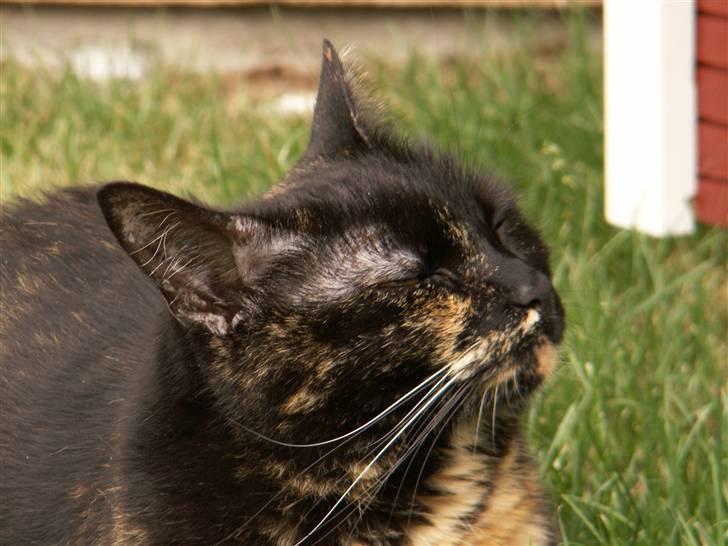 Huskat Gumle billede 5