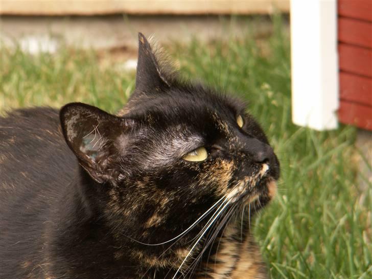 Huskat Gumle billede 6