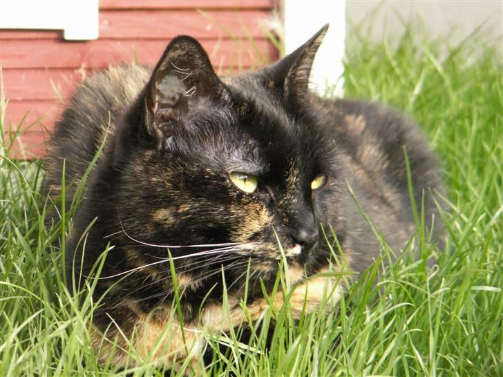 Huskat Gumle billede 7