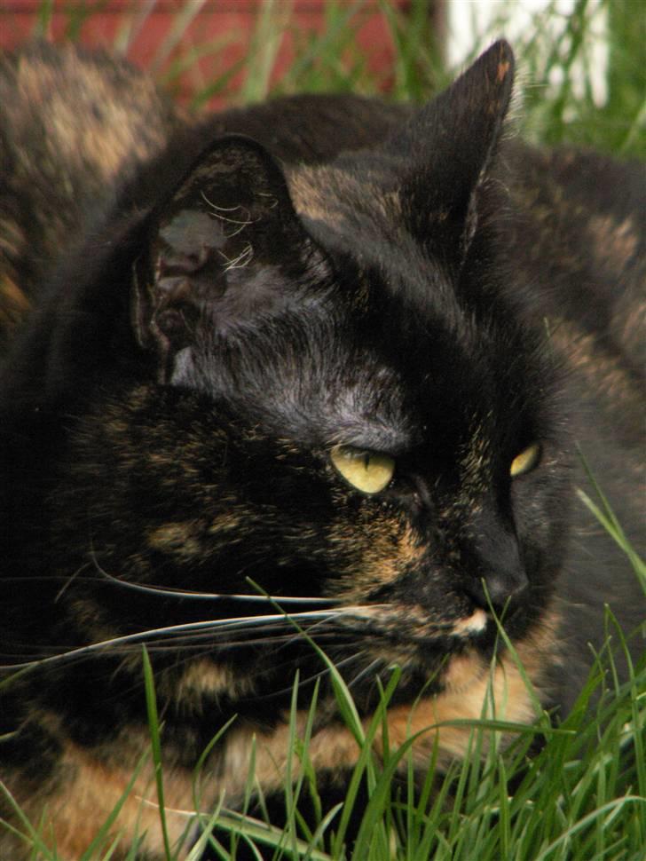 Huskat Gumle billede 8