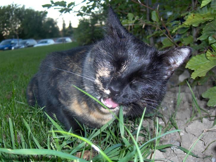 Huskat Gumle billede 9