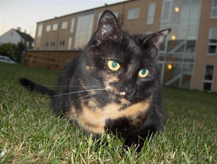 Huskat Gumle billede 10