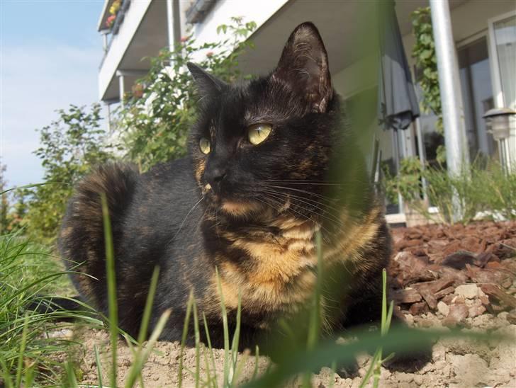 Huskat Gumle billede 11