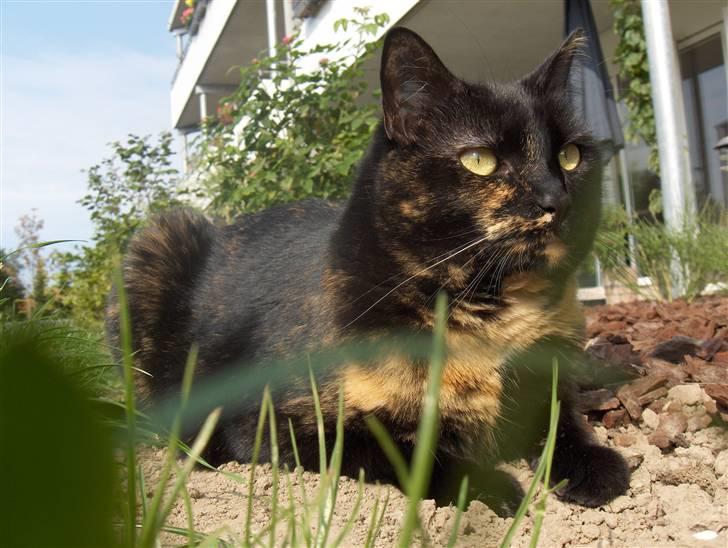 Huskat Gumle billede 12