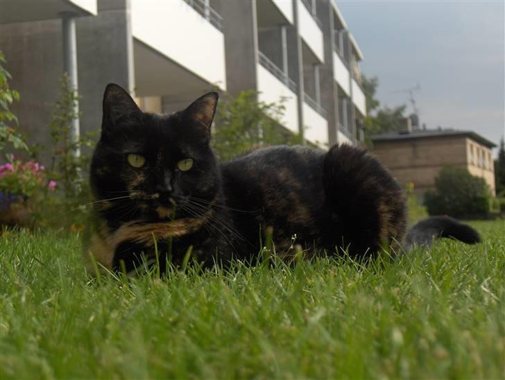 Huskat Gumle billede 13