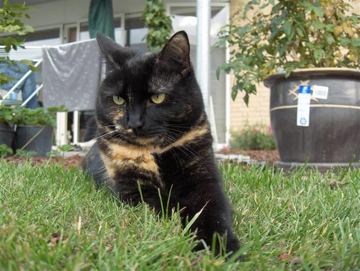 Huskat Gumle billede 14