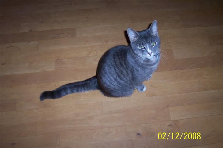 Huskat Anton billede 14