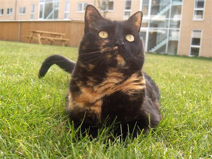 Huskat Gumle billede 15