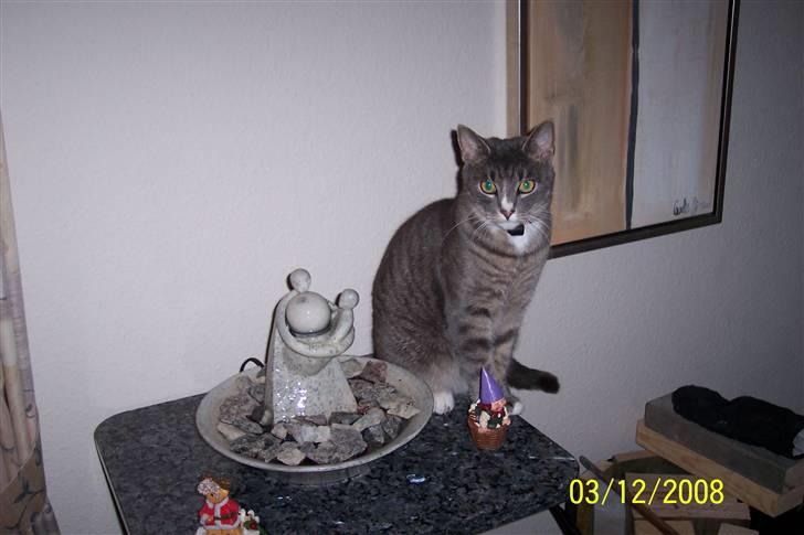 Huskat Anton billede 15