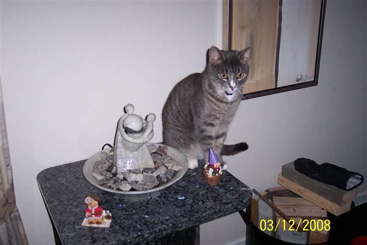 Huskat Anton billede 16