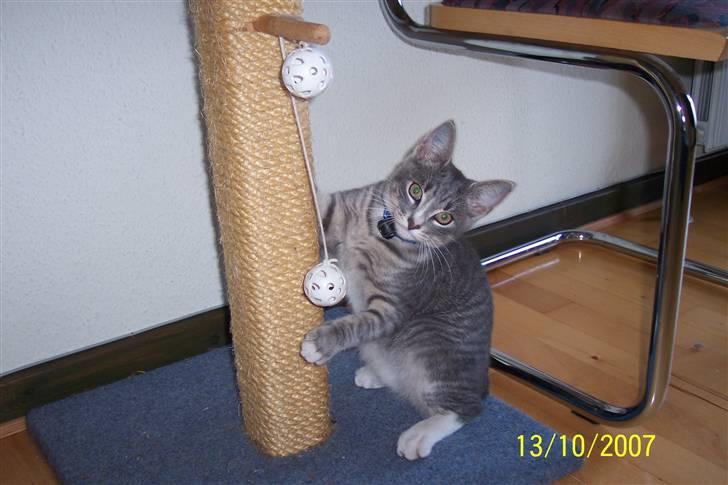 Huskat Anton billede 17