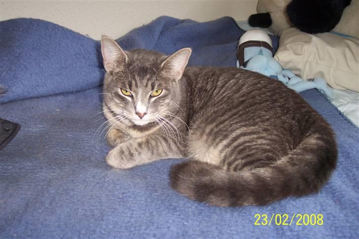 Huskat Anton billede 18