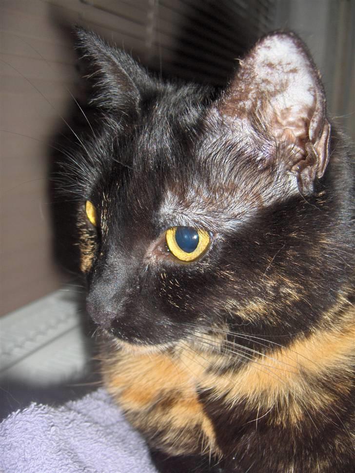 Huskat Gumle billede 16