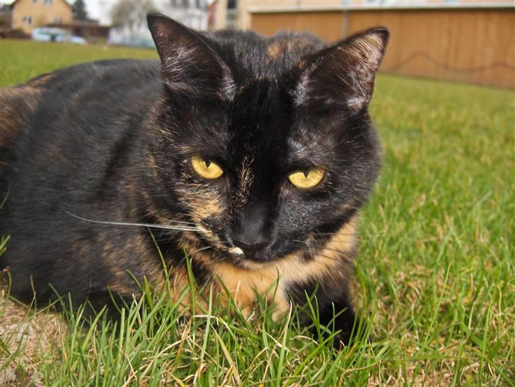 Huskat Gumle billede 17