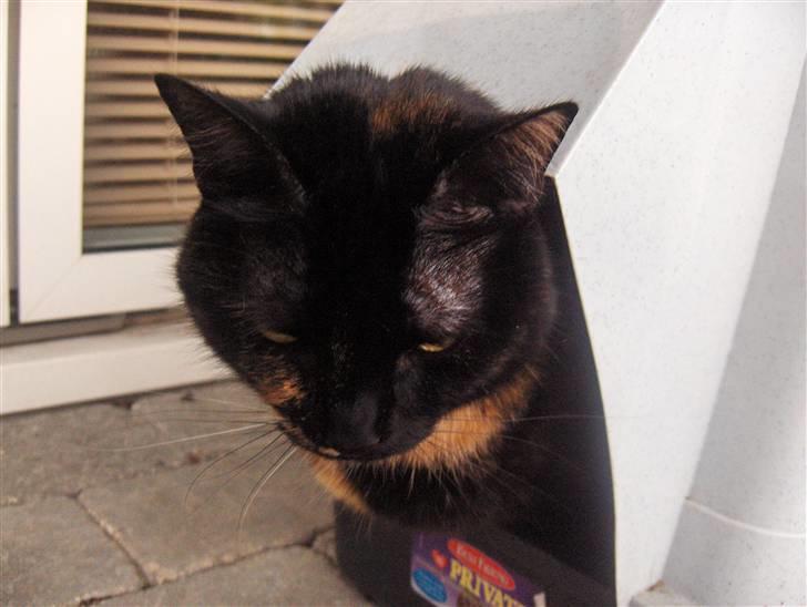 Huskat Gumle billede 18