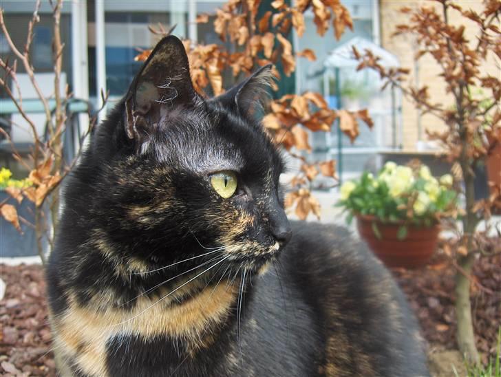 Huskat Gumle billede 19