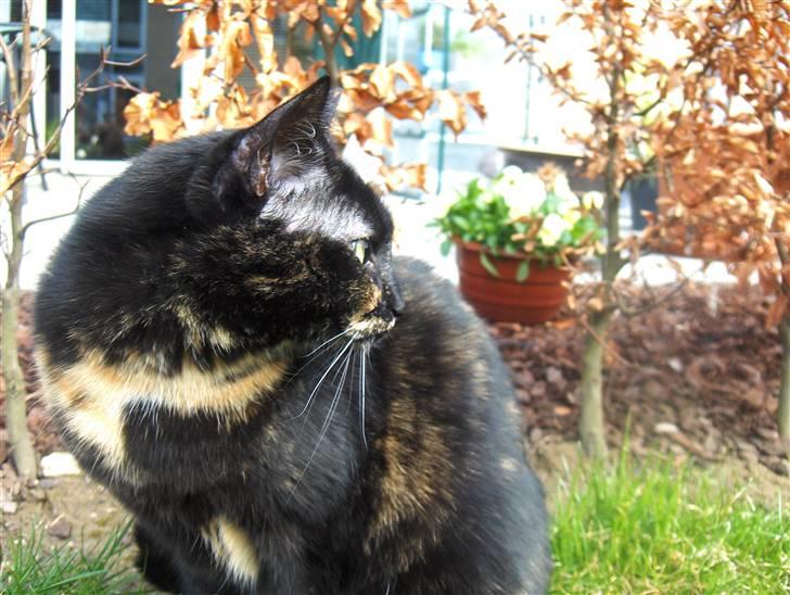 Huskat Gumle billede 20