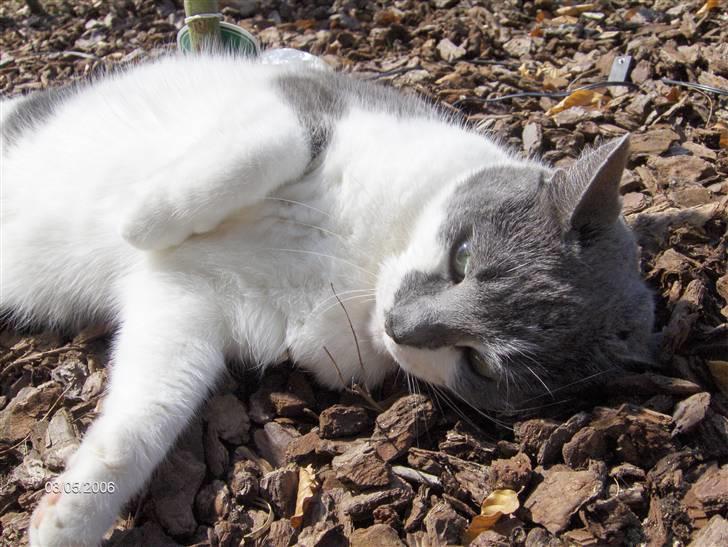 Huskat Line  billede 15