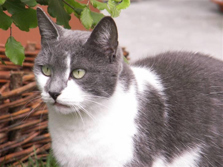 Huskat Line  billede 16