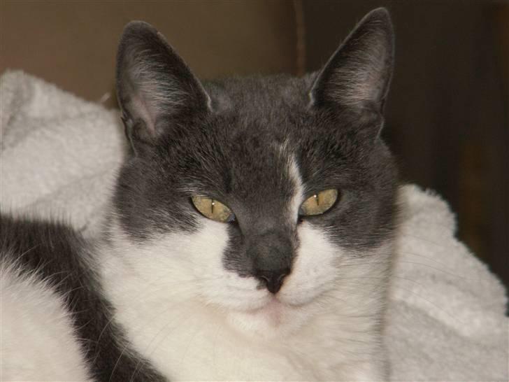 Huskat Line  billede 17