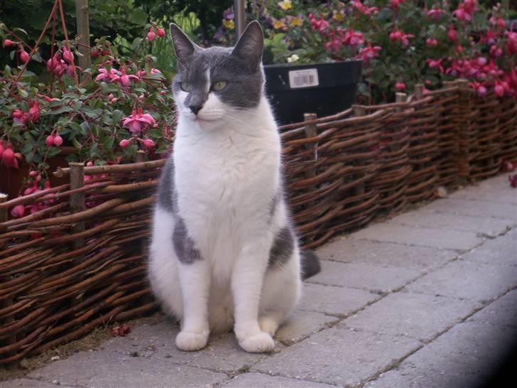 Huskat Line  billede 18