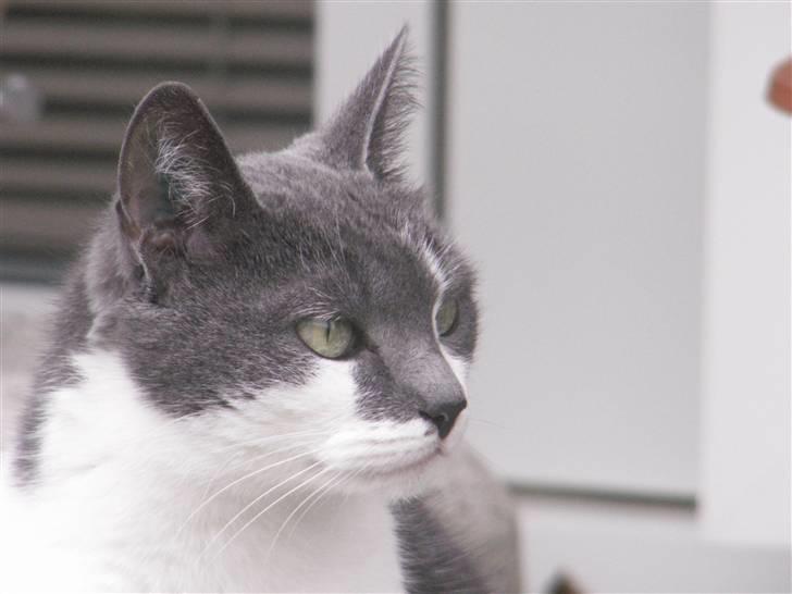 Huskat Line  billede 19