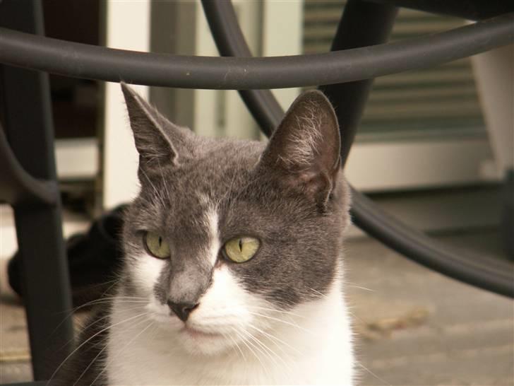 Huskat Line  billede 20