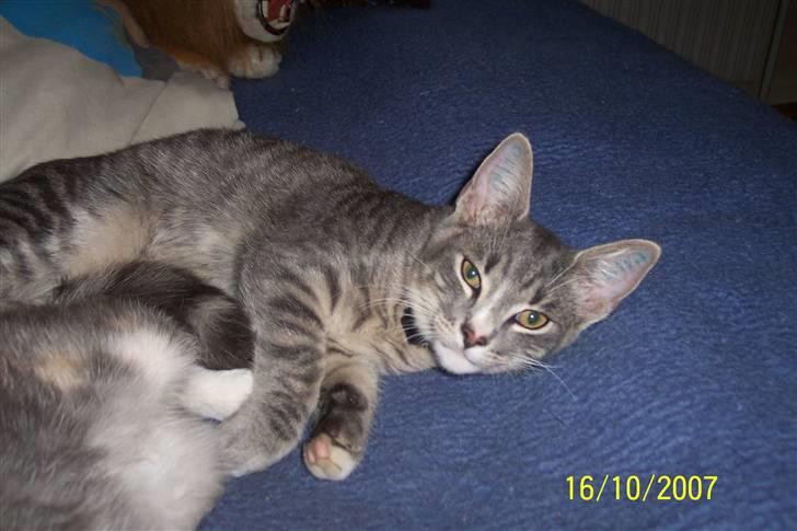 Huskat Anton billede 19