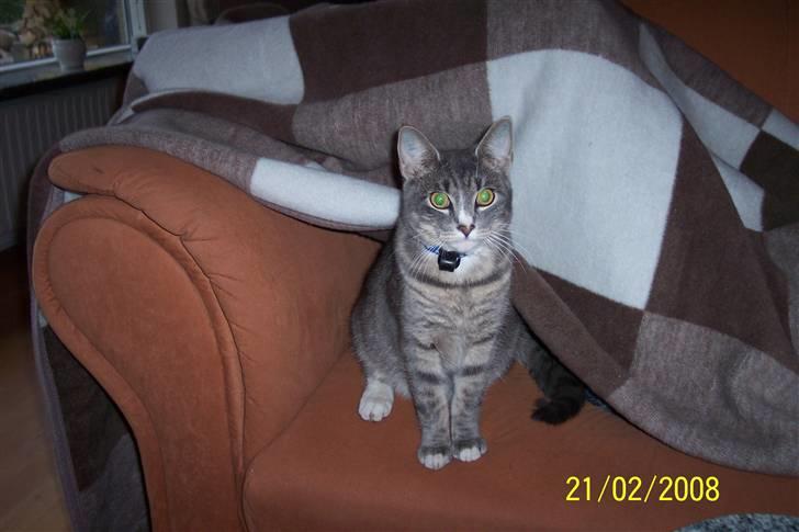 Huskat Anton billede 20